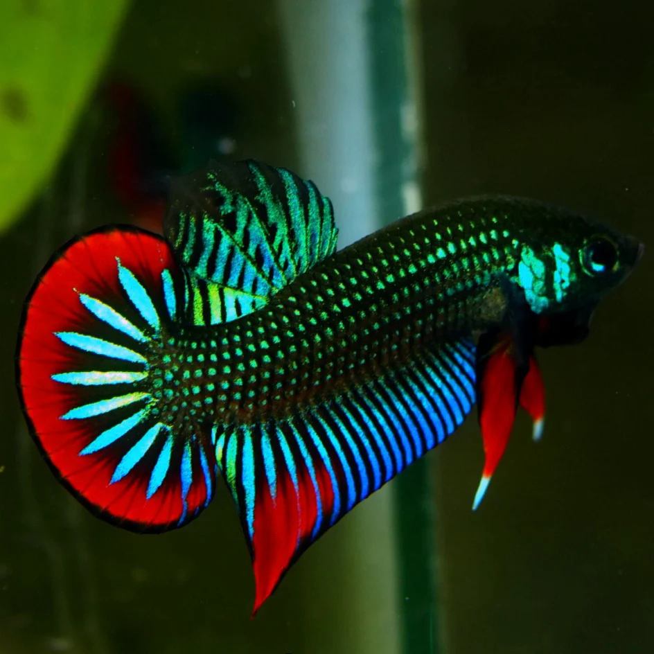 Wild Betta Imbellis Green Round Tail With Red Edges PNPV Usa Premium Tropical Aquarium Fish