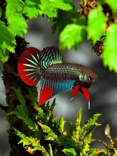 Wild Betta Imbellis Green Round Tail With Red Edges PNPV Usa Premium Tropical Aquarium Fish