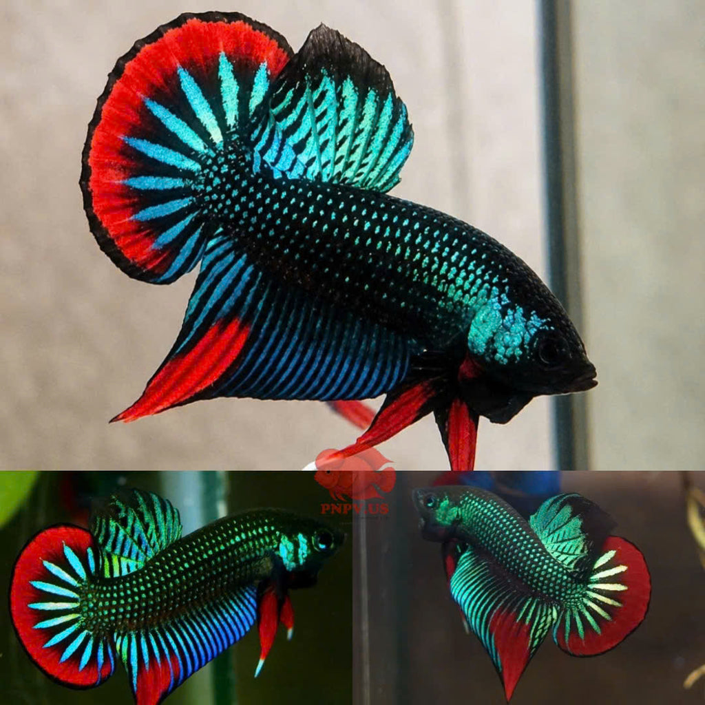 Wild Betta Imbellis Green Round Tail With Red Edges PNPV Usa Premium Tropical Aquarium Fish