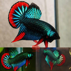 Wild Betta Imbellis Green Round Tail With Red Edges PNPV Usa Premium Tropical Aquarium Fish