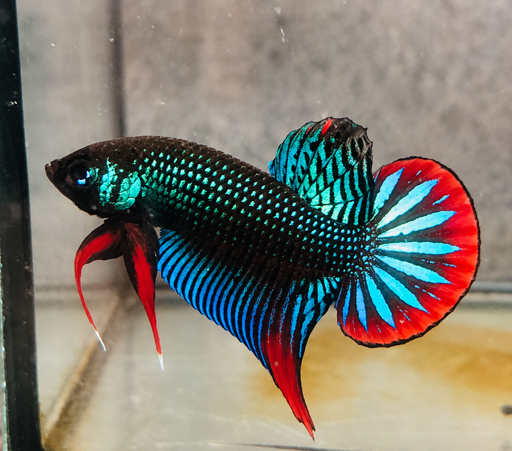 Wild Betta Imbellis Green Round Tail With Red Edges PNPV Usa Premium Tropical Aquarium Fish