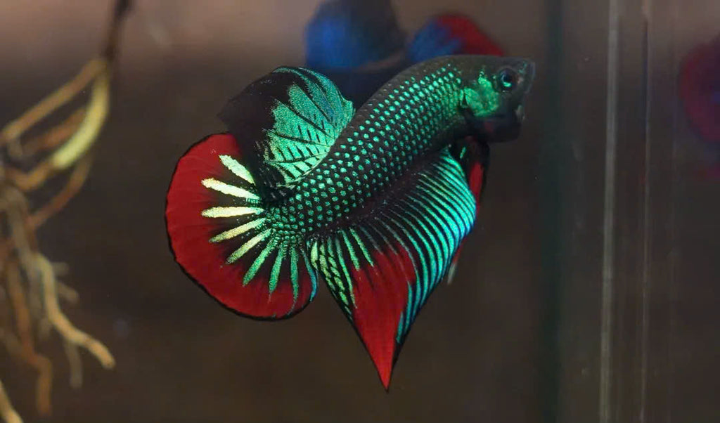 Wild Betta Imbellis Green Round Tail With Red Edges PNPV Usa Premium Tropical Aquarium Fish