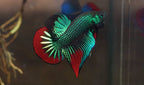 Wild Betta Imbellis Green Round Tail With Red Edges PNPV Usa Premium Tropical Aquarium Fish