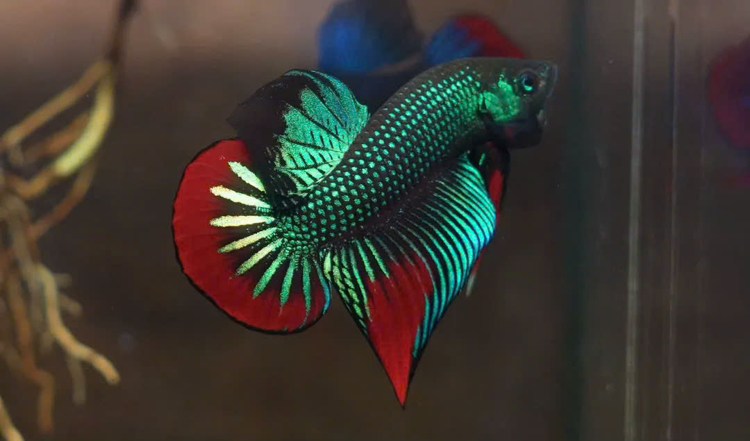 Wild Betta Imbellis Green Round Tail With Red Edges PNPV Usa Premium Tropical Aquarium Fish