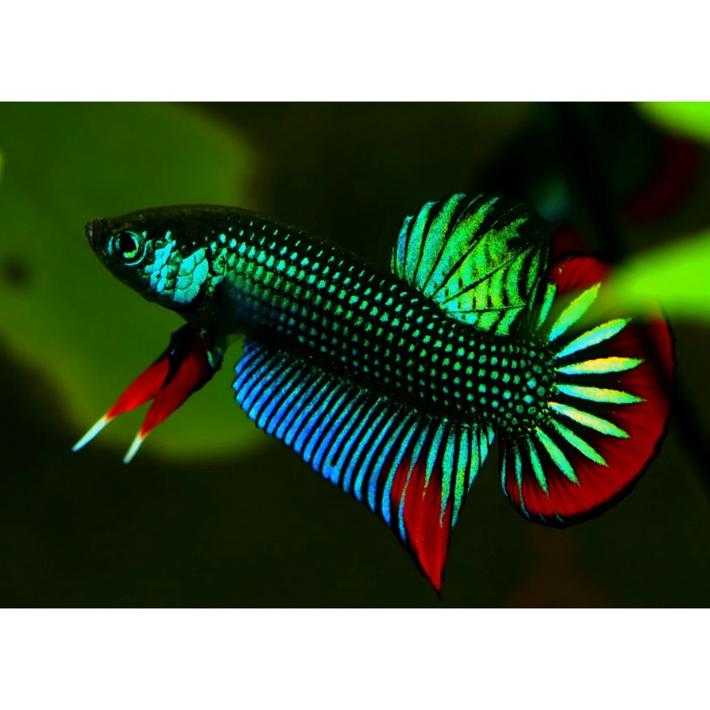 Wild Betta Imbellis Green Round Tail With Red Edges PNPV Usa Premium Tropical Aquarium Fish
