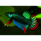 Wild Betta Imbellis Green Round Tail With Red Edges PNPV Usa Premium Tropical Aquarium Fish