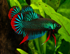 Wild Betta Imbellis Green Round Tail With Red Edges PNPV Usa Premium Tropical Aquarium Fish