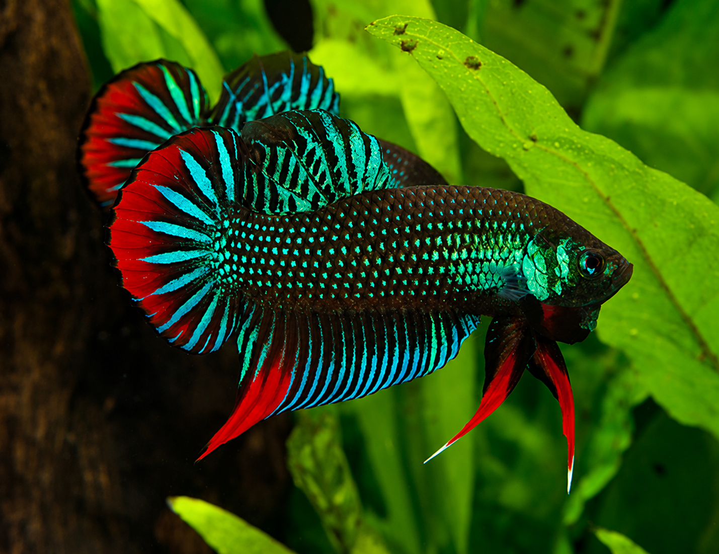 Wild Betta Imbellis Green Round Tail With Red Edges PNPV Usa Premium Tropical Aquarium Fish