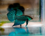 Wild Betta Alien Green Heart Tail PNPV Usa Premium Tropical Aquarium Fish
