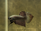 Wild Betta Alien Copper Heart Tail PNPV Usa Premium Tropical Aquarium Fish
