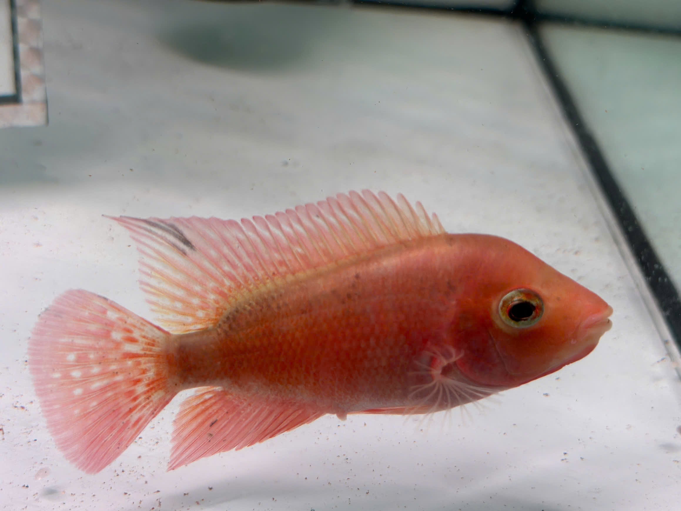 High Quality Super Red Monkey Female – Live Flowerhorn Fish – USA Seller - PNPV