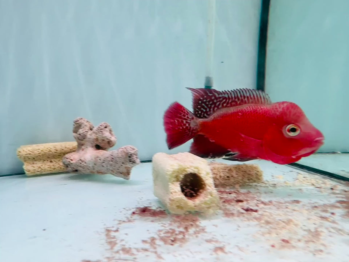 Super Red Monkey VIP Flowerhorn Small Size 2.5 inches - Big Head & Good Color