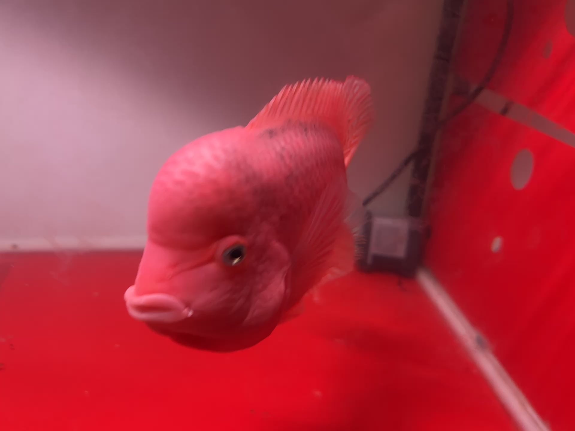 Big Boy Flowehorn - Super Red Kamfa Big Size 25cm - For Sale