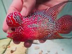 Two-Tone Red Orange Kamfa F3 Flowerhorn PNPV 18 - Male Fish Size 3.5 Inches