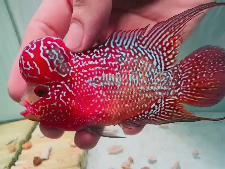 Two-Tone Red Orange Kamfa F3 Flowerhorn PNPV 18 - Male Fish Size 3.5 Inches