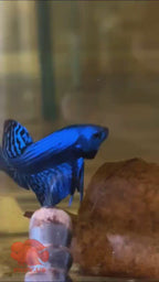 Wild Betta Alien Blue Heart Tail PNPV Usa Premium Tropical Aquarium Fish