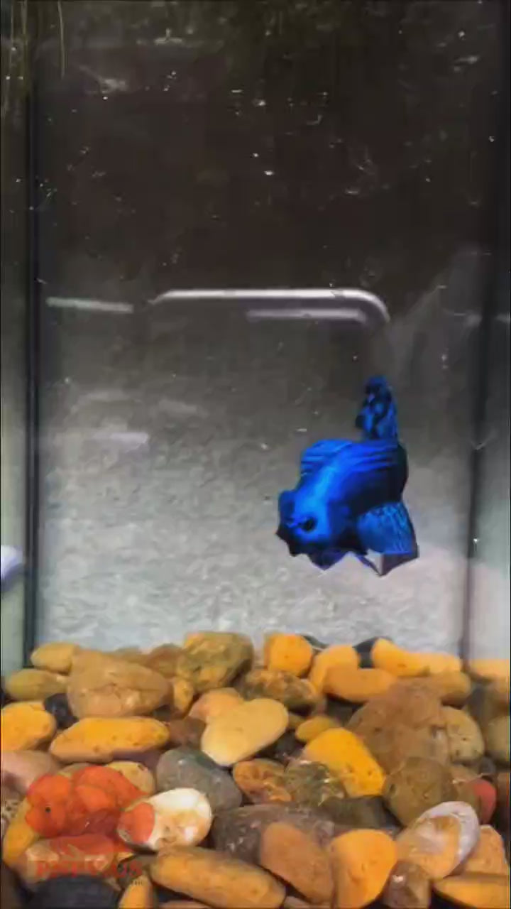 Wild Betta Alien Blue Round Tail PNPV Usa Premium Tropical Aquarium Fish