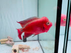 Super Red Monkey VIP Flowerhorn Small Size 2.5 inches - Big Head & Good Color