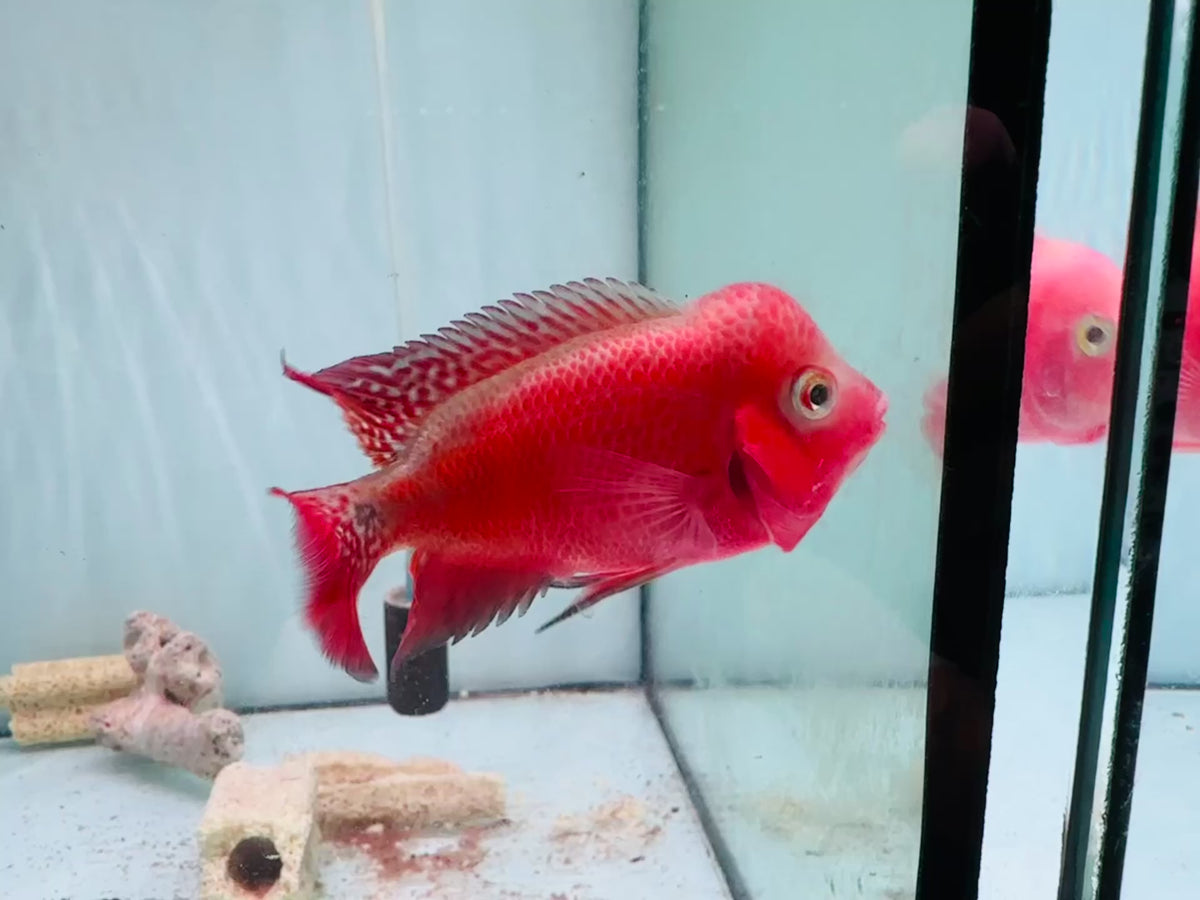 Super Red Monkey VIP Flowerhorn Small Size 2.5 inches - Big Head & Good Color