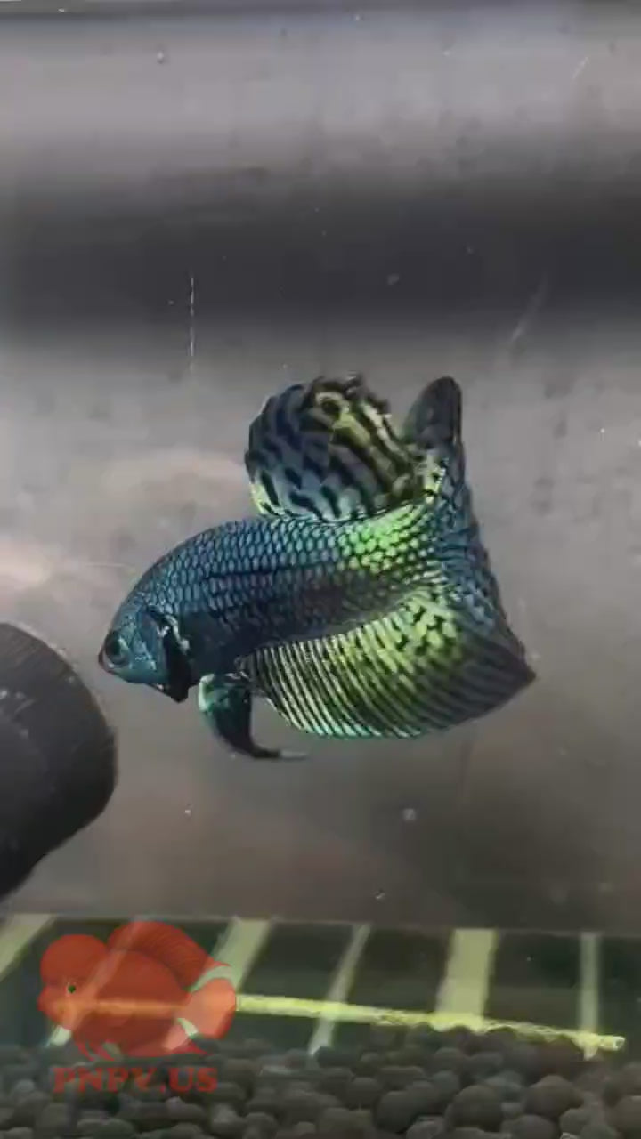 Wild Betta Alien Green Round Tail PNPV Usa Premium Tropical Aquarium Fish