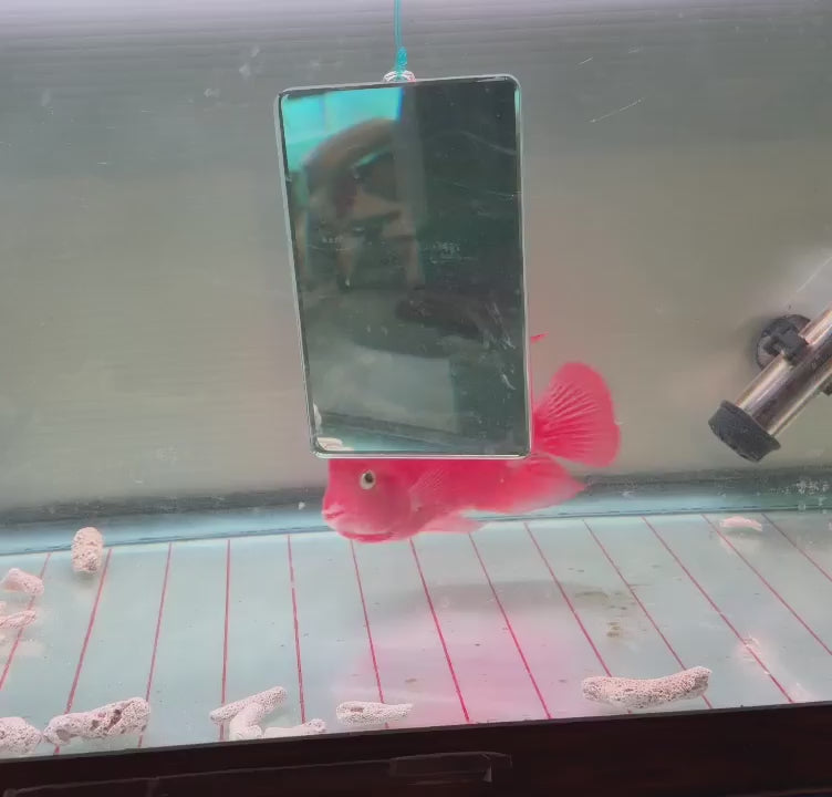 Super Red Monkey Flowerhorn 5-6 inches | Full Red Body || Premium Grade | PNPV.US
