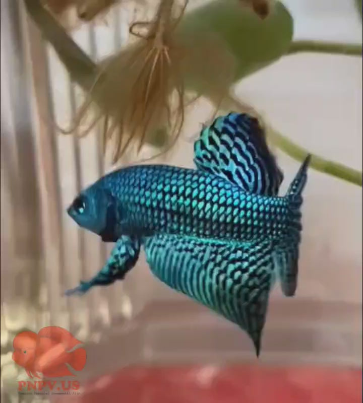Wild Betta Alien Green Heart Tail PNPV Usa Premium Tropical Aquarium Fish