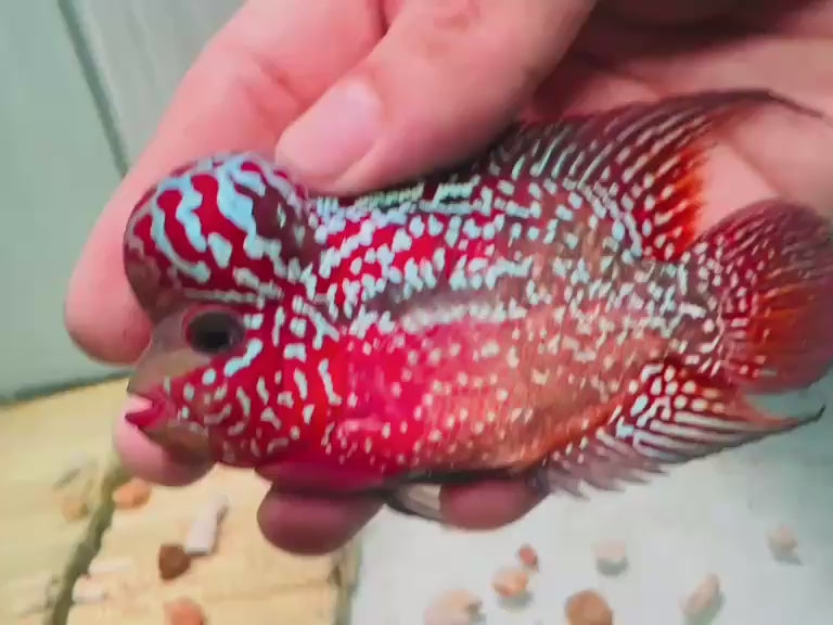 Two-Tone Red Orange Kamfa F3 Flowerhorn PNPV 19 - Male Fish Size 3.5 Inches