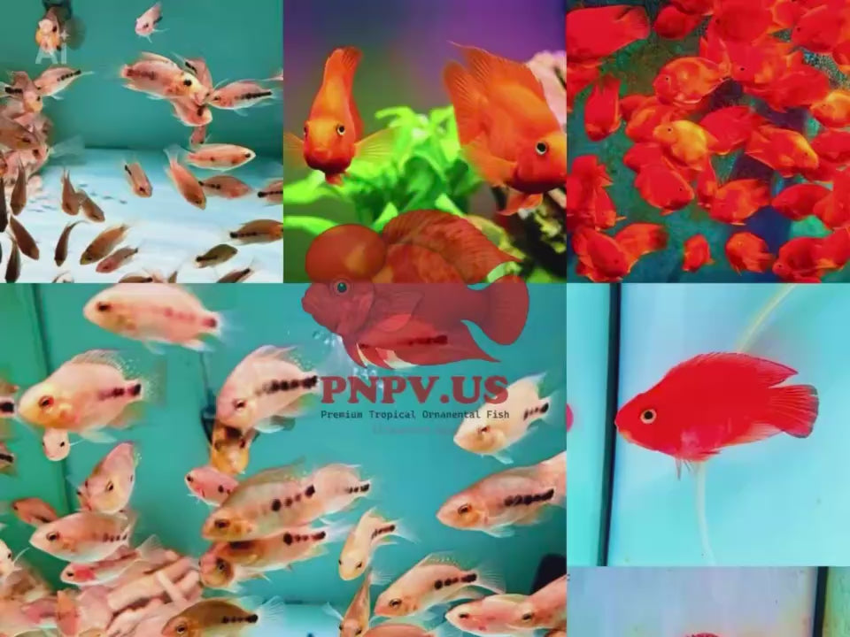 Blood Parrot Cichlid Fry Live Freshwater PNPV Usa Premium Tropical Aquarium Fish