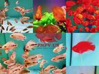 Blood Parrot Cichlid Fry Live Freshwater PNPV Usa Premium Tropical Aquarium Fish