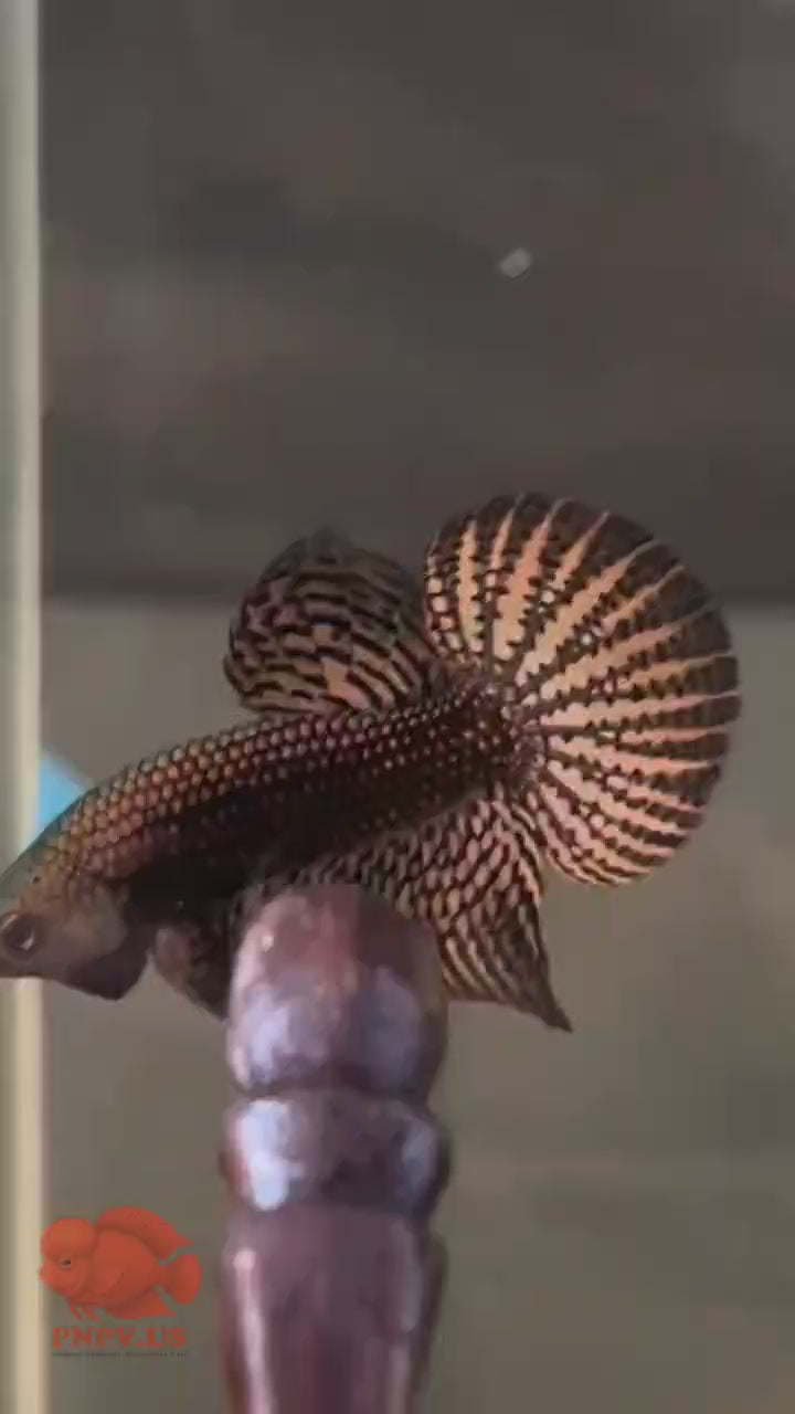 Wild Betta Alien Copper Round Tail PNPV Usa Premium Tropical Aquarium Fish