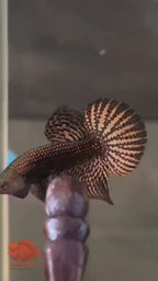 Wild Betta Alien Copper Round Tail PNPV Usa Premium Tropical Aquarium Fish