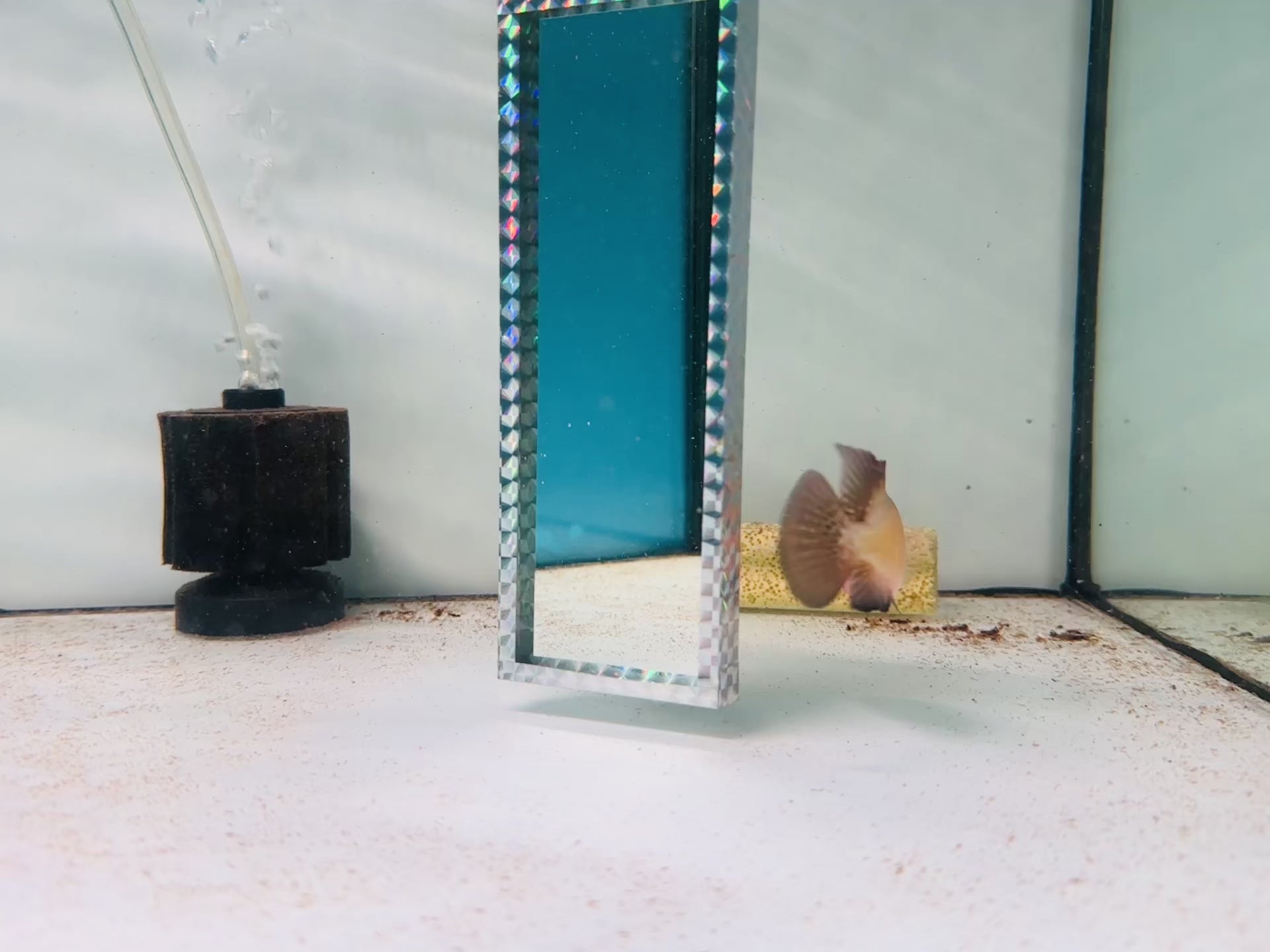 For Sale - Super Red Monkey Juvenile 3.5 inches Flowerhorn Male Fish - ( Big Head at Small Size)