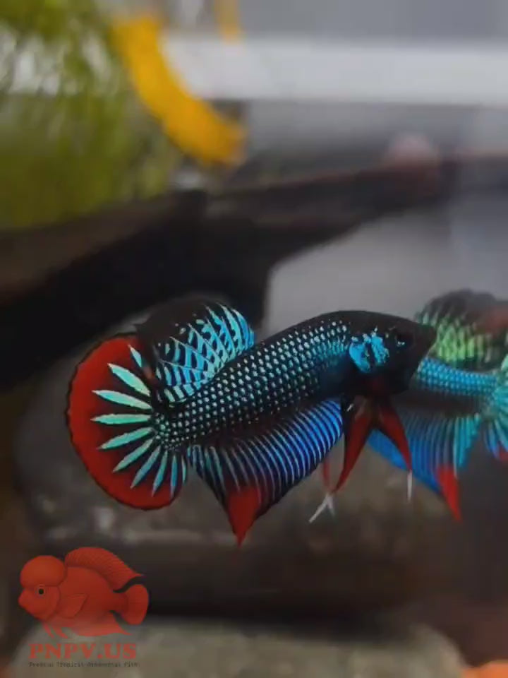 Wild Betta Imbellis Green Round Tail With Red Edges PNPV Usa Premium Tropical Aquarium Fish