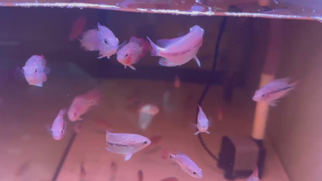 For Sale - Kamfa Classic F1 Fry Size Flowerhorn Fish - Premium Line A+++ at PNPV.US Fish Store USA