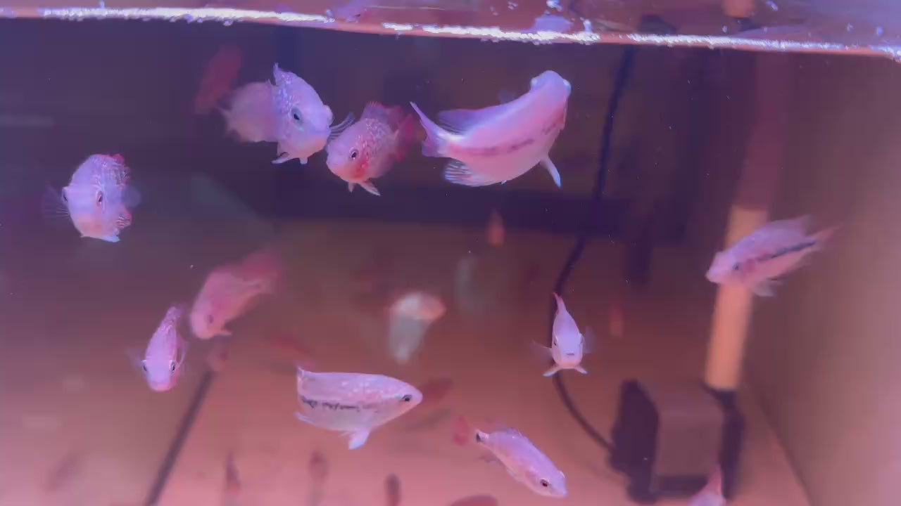 For Sale - Kamfa Classic F1 Fry Size Flowerhorn Fish - Premium Line A+++ at PNPV.US Fish Store USA
