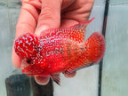Super Full Red Kamfa Flowerhorn F3 VIP - PNPV 14