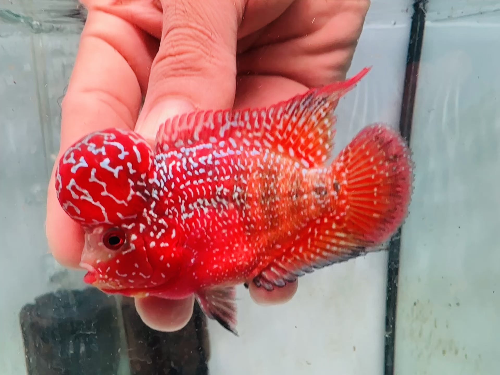 Super Full Red Kamfa Flowerhorn F3 VIP - PNPV 14