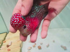 White Pearls Full Head Red Kamfa F3 Flowerhorn PNPV 20 - Male Fish Size 3.5 Inches