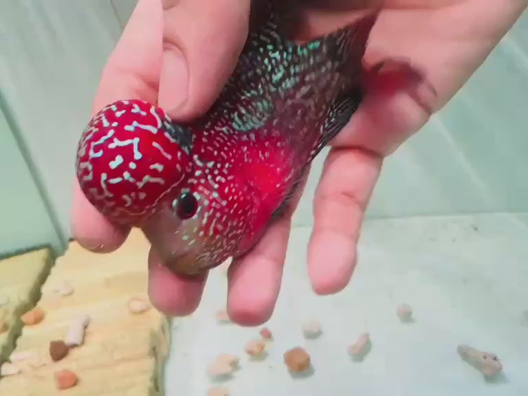 White Pearls Full Head Red Kamfa F3 Flowerhorn PNPV 20 - Male Fish Size 3.5 Inches