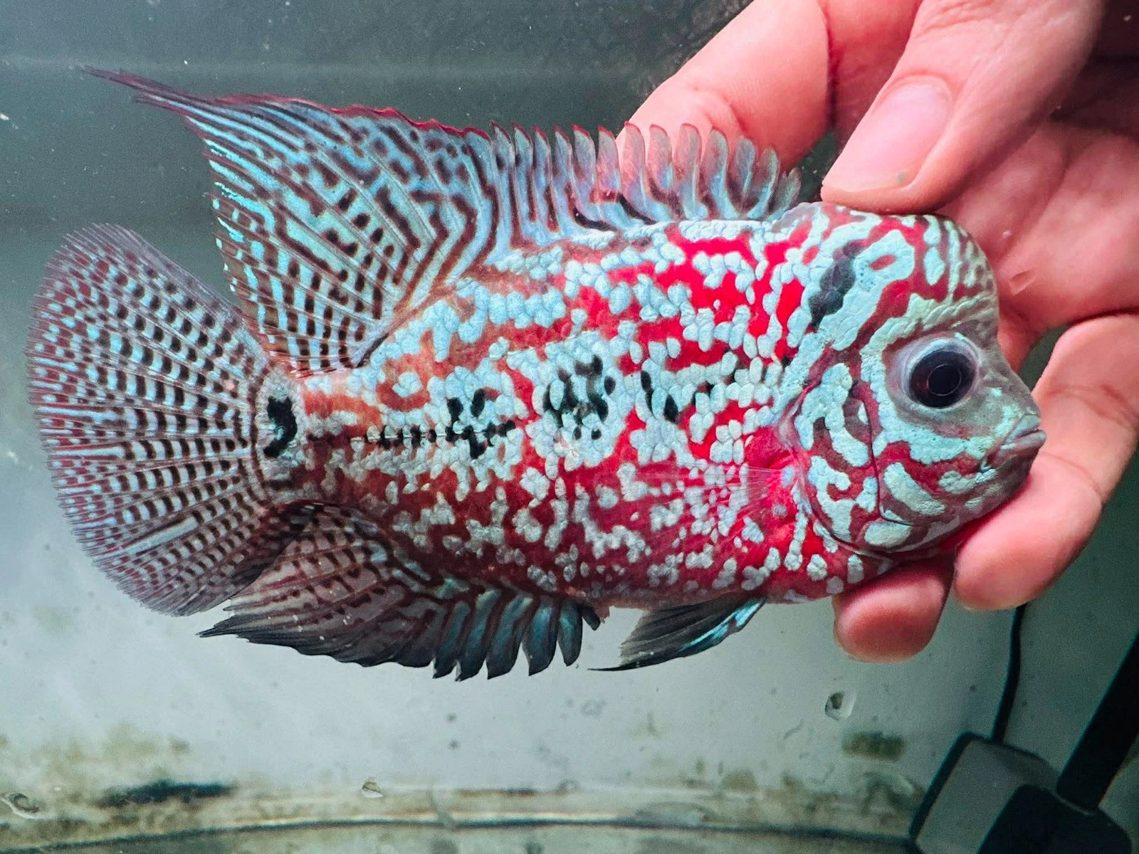 Premium Kamfa F1.5 Classic Flowerhorn Male Fish - Size 4 Inches PNPV F1.5 - USA Fast Shipping