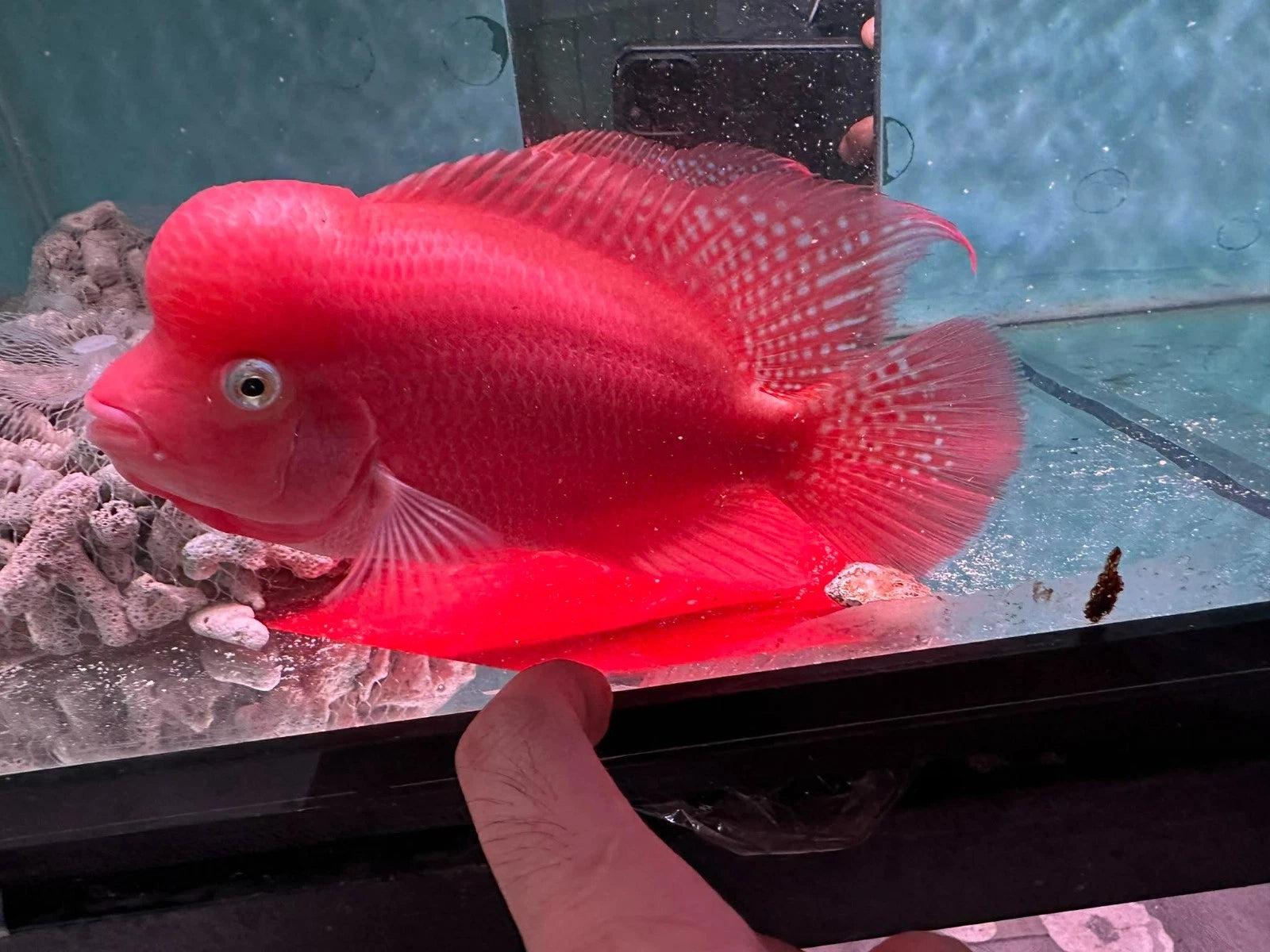 Premium Super Red Monkey PNPV Gen Flowerhorn Full Red & Big Head 5.5 Inches SRM - FAST USA SHIPPING