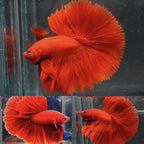Premium Male Betta Super Red Halfmoon * Live Betta Fish High Quality - Fast USA Shipping