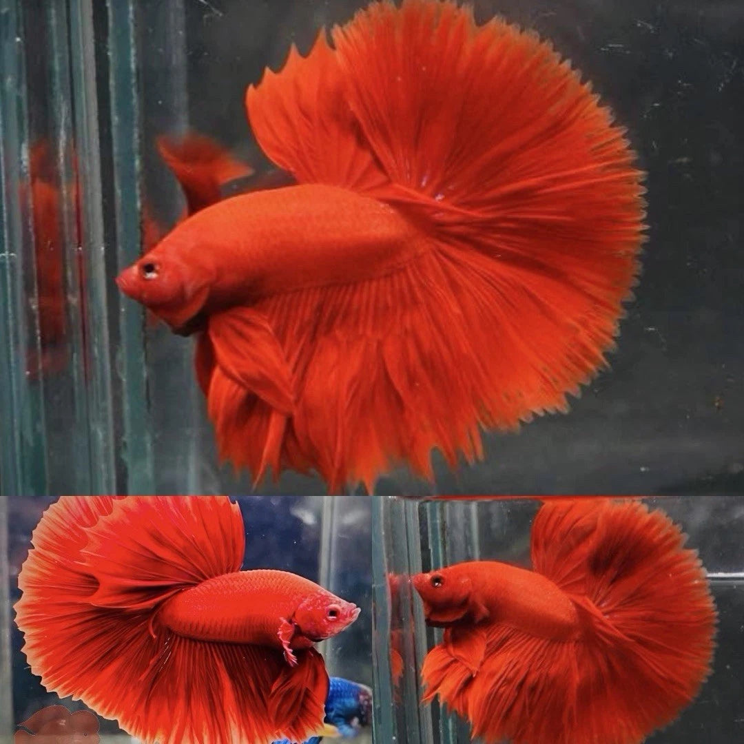Premium Male Betta Super Red Halfmoon * Live Betta Fish High Quality - Fast USA Shipping