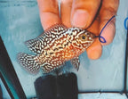 King Kamfa Small Male - High Quality Full White Pearl Flowerhorn - PNPV 5cm