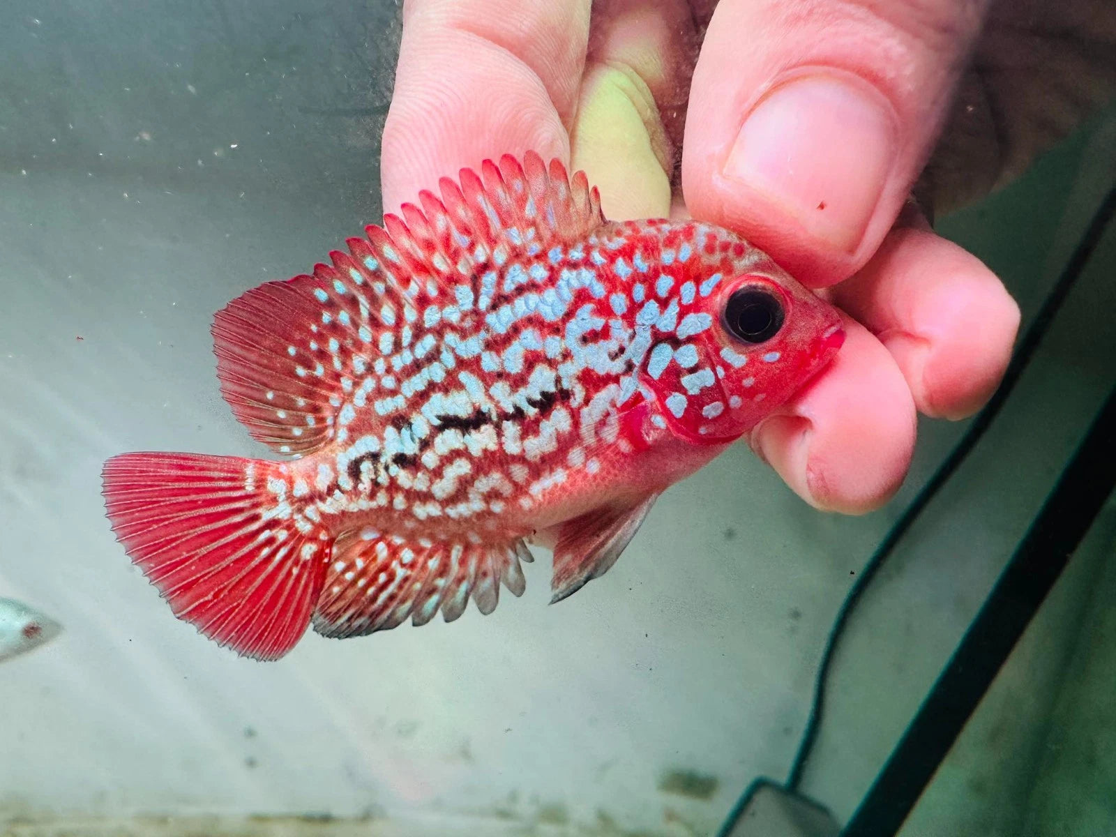 Premium Kamfa Fire Phoenix Flowerhorn - Super Body Flag Fins Beautiful Tail - PNPV Gen - Fast USA Shipping