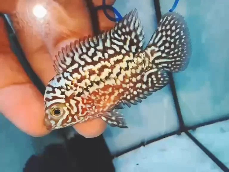 King Kamfa Small Male - High Quality Full White Pearl Flowerhorn - PNPV 5cm