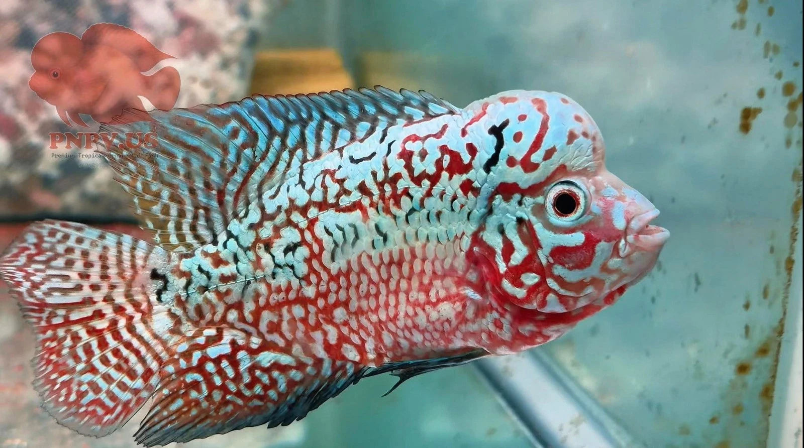 Premium KAMFA F2 strong body 3.5 inches Flowerhorn Live Fish Cichlid PNPV 301 -Fast USA Shipping