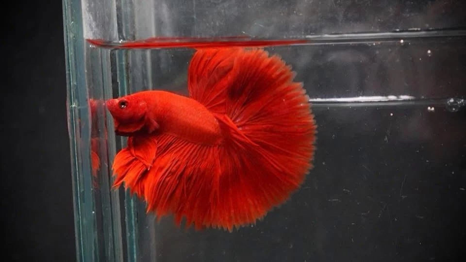 Premium Male Betta Super Red Halfmoon * Live Betta Fish High Quality - Fast USA Shipping