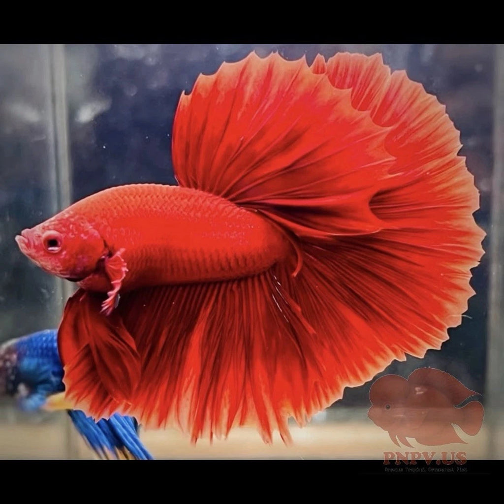 Premium Male Betta Super Red Halfmoon * Live Betta Fish High Quality - Fast USA Shipping
