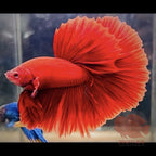 Premium Male Betta Super Red Halfmoon * Live Betta Fish High Quality - Fast USA Shipping